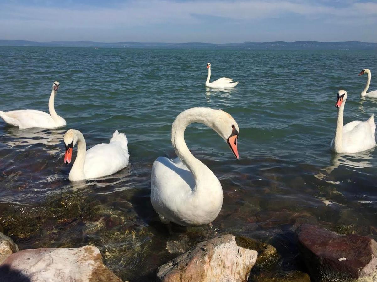 Zawia Apartman Apartman Balatonföldvár Kültér fotó