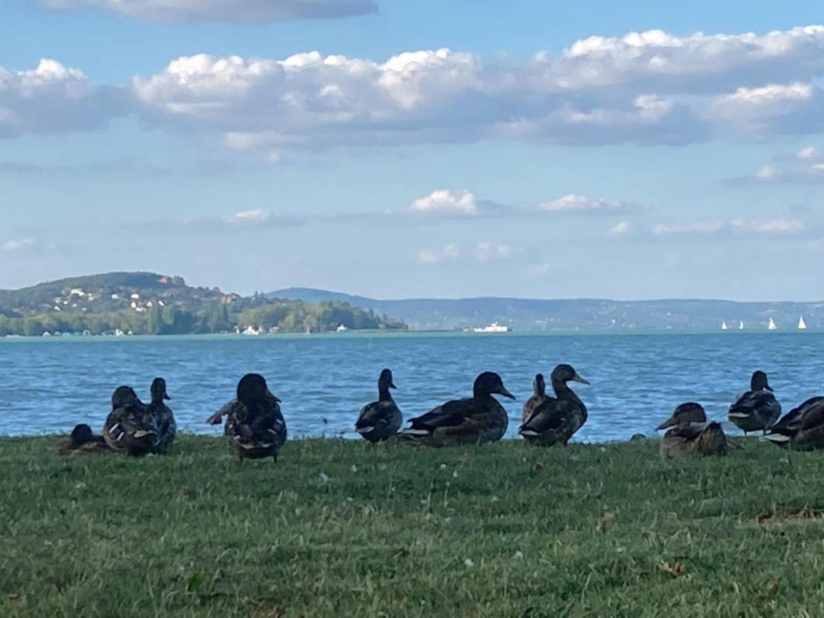 Zawia Apartman Apartman Balatonföldvár Kültér fotó